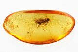 Fossil Leafhopper (Cicadellidae) In Baltic Amber - Unusual Genitalia!! #278914-1